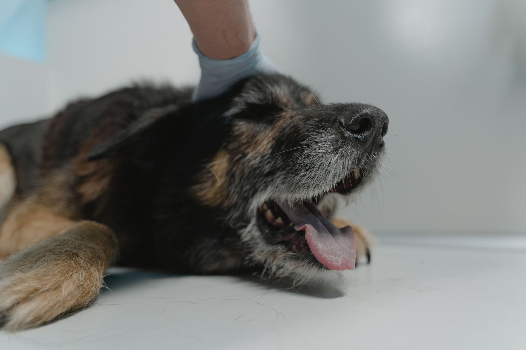 A resting dog being comforted by a veterinary professional on an examination table